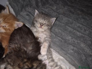 Maine Coon cats Russian /xxl maine coon - Advert 7