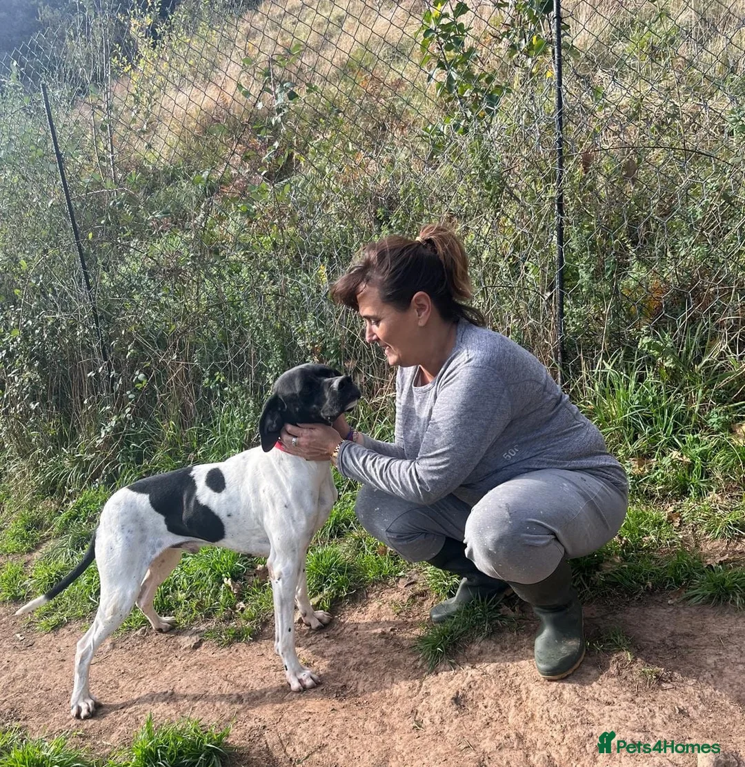 Pointer dogs for adoption: Duke the pocket rocket pointer in Matlock - Advert 4