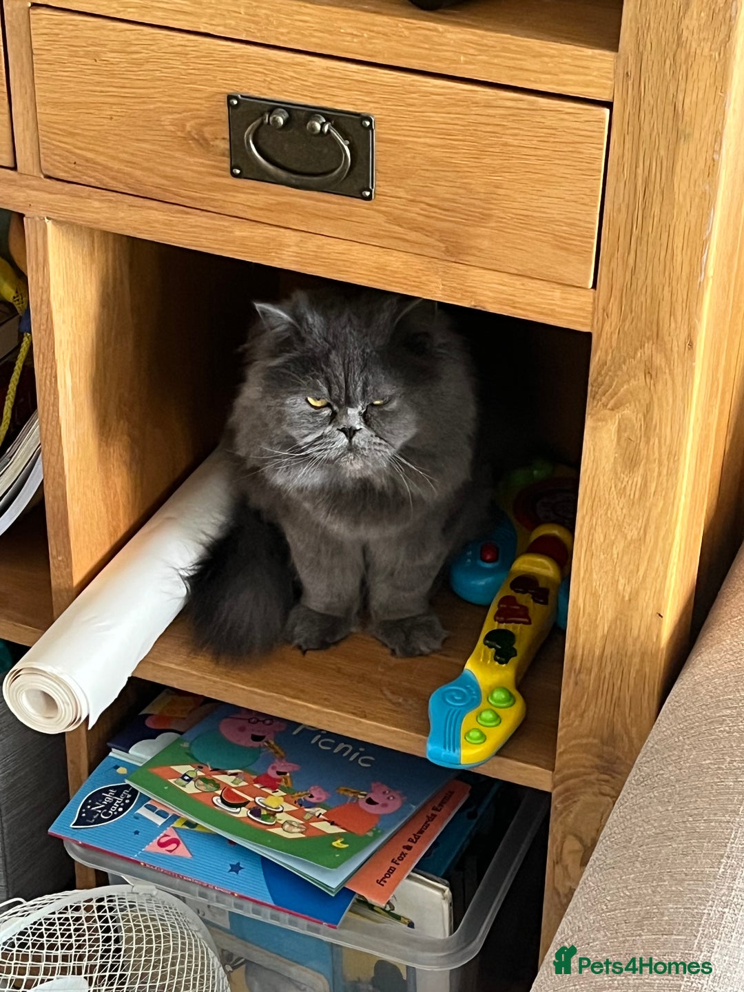 Persian cats for sale: Rehoming male Persian 3 years old - Advert 6
