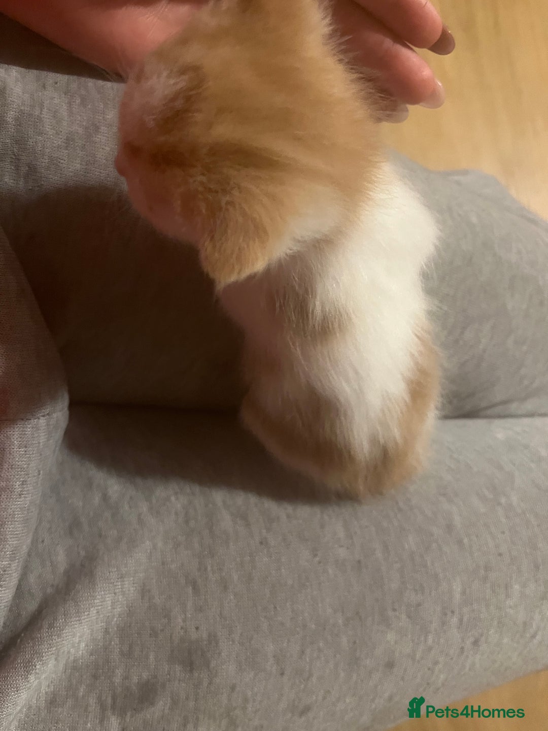 Mixed Breed cats for sale: Ginger tabby cats - Advert 10