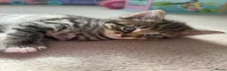 Mixed Breed cats for sale: Beautiful, friendly tabby kittens  - Advert 7