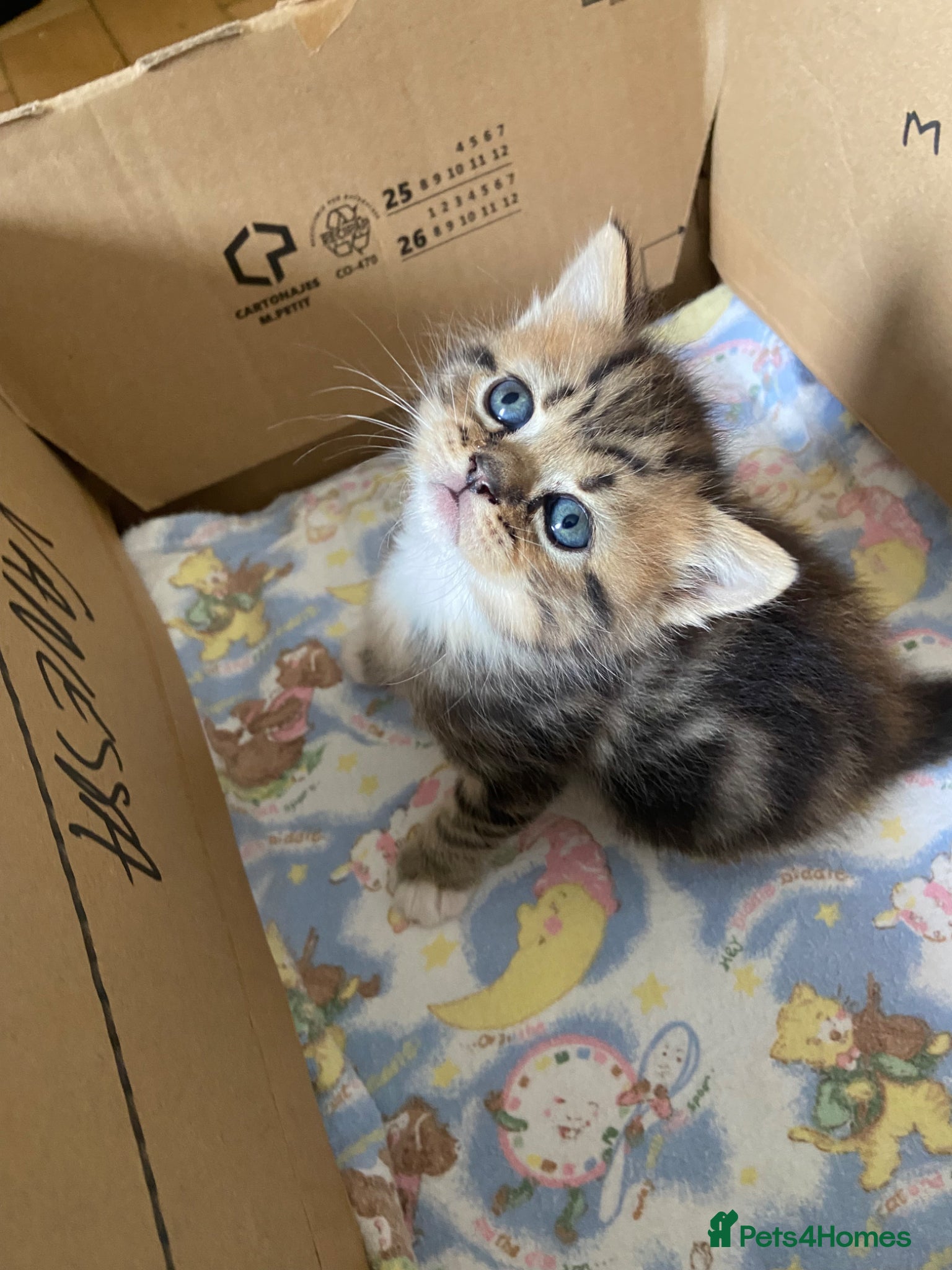 Mixed Breed cats Beautiful British shorthair mixed tabby kittens  - Advert 16