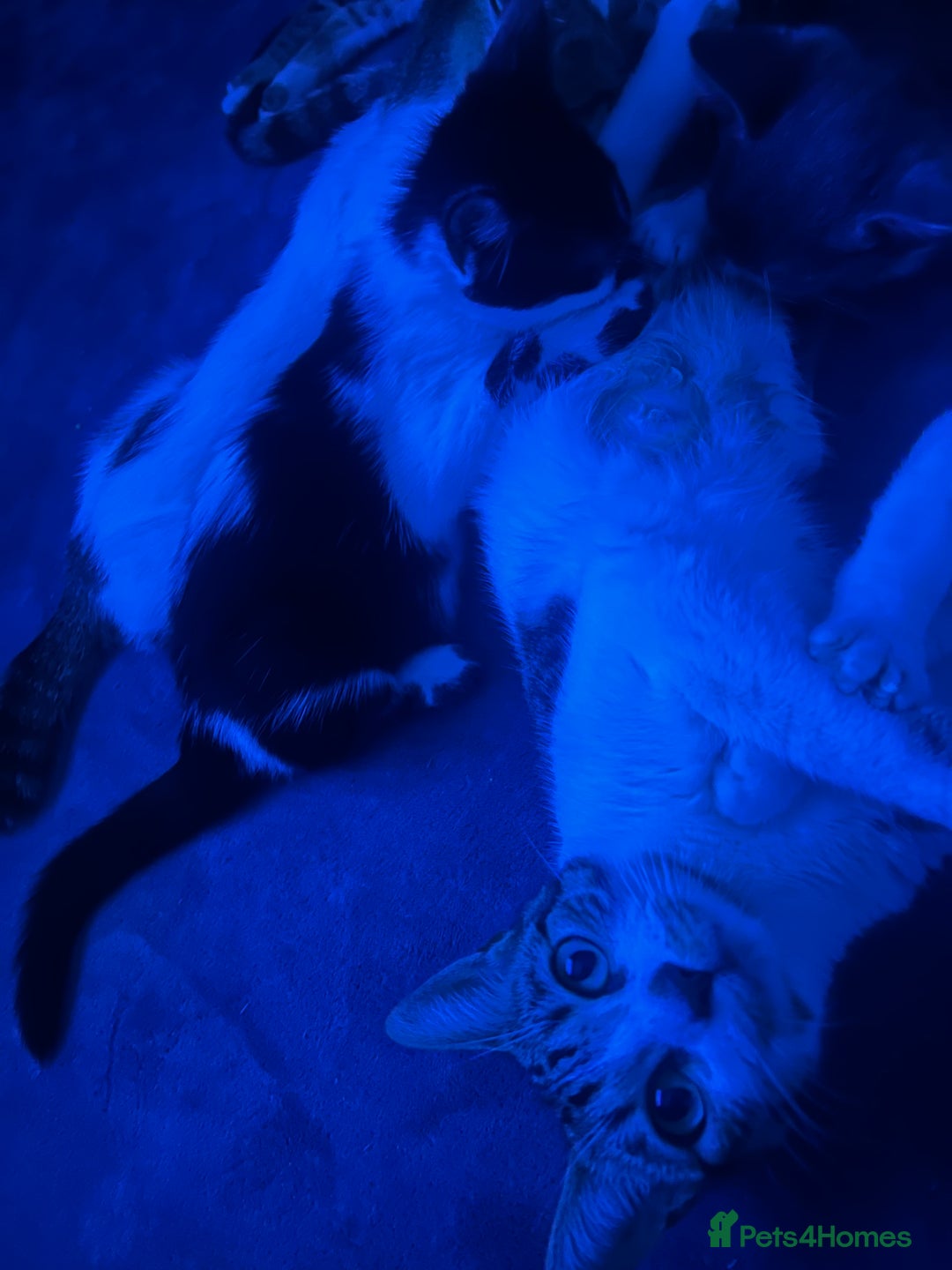 Mixed Breed cats for sale: 2 Gorgeous Bengal cross British Shorthair  - Image 12