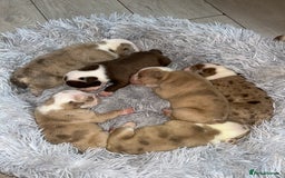 Olde English Bulldogge dogs for sale: CARTEL BLOODLINE OLDE ENGLISH PUPPIES!!  - Image 21