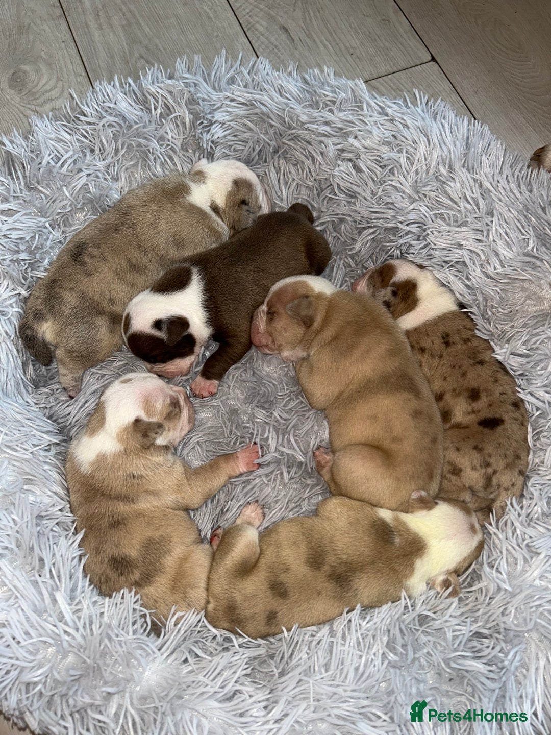 Olde English Bulldogge dogs for sale: CARTEL BLOODLINE OLDE ENGLISH PUPPIES!!  - Image 21