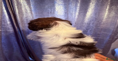 Shih Tzu dogs - Advert 8
