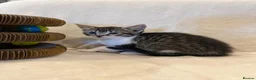 Mixed Breed cats for sale: Adorable Bengal Mix Kittens  - Advert 7