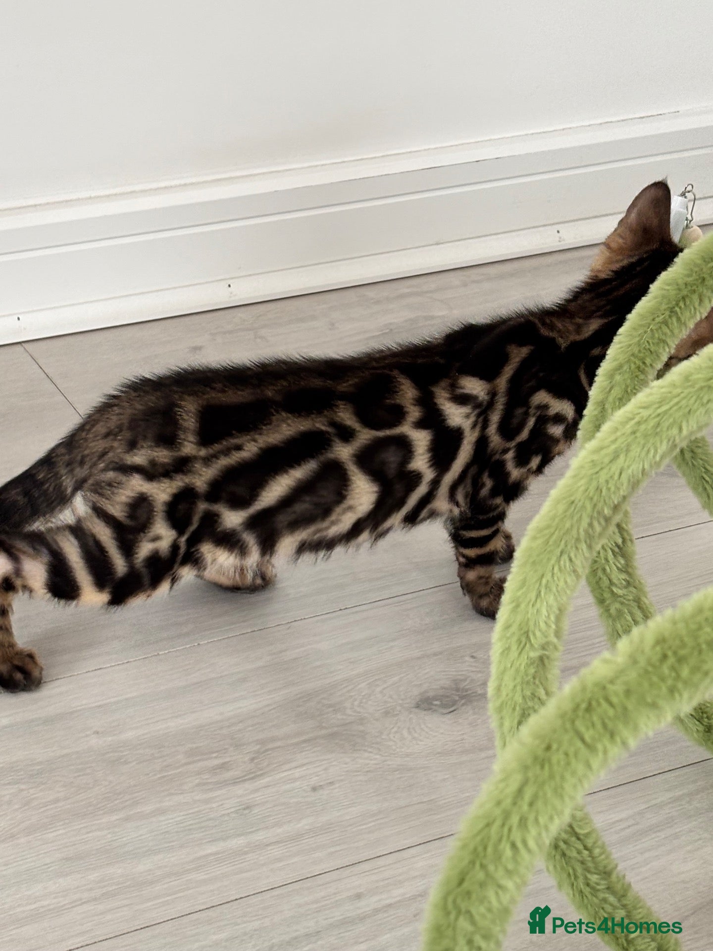 Bengal cats for sale: Full pedigree rosetted bengal kitten -male  - Advert 21