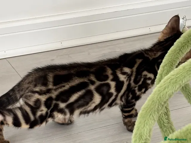 Bengal cats for sale: Full pedigree rosetted bengal kitten -male - Advert 21