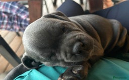 Staffordshire Bull Terrier dogs for sale: secured-blue english staffordshire bull-terriers - Image 1