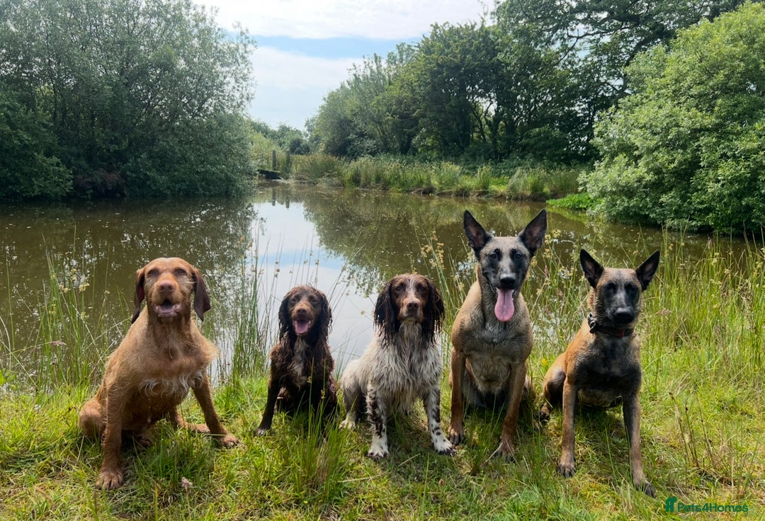 Sprocker dogs for sale: Chocolate Sprocker Spaniel Puppies - Advert 10