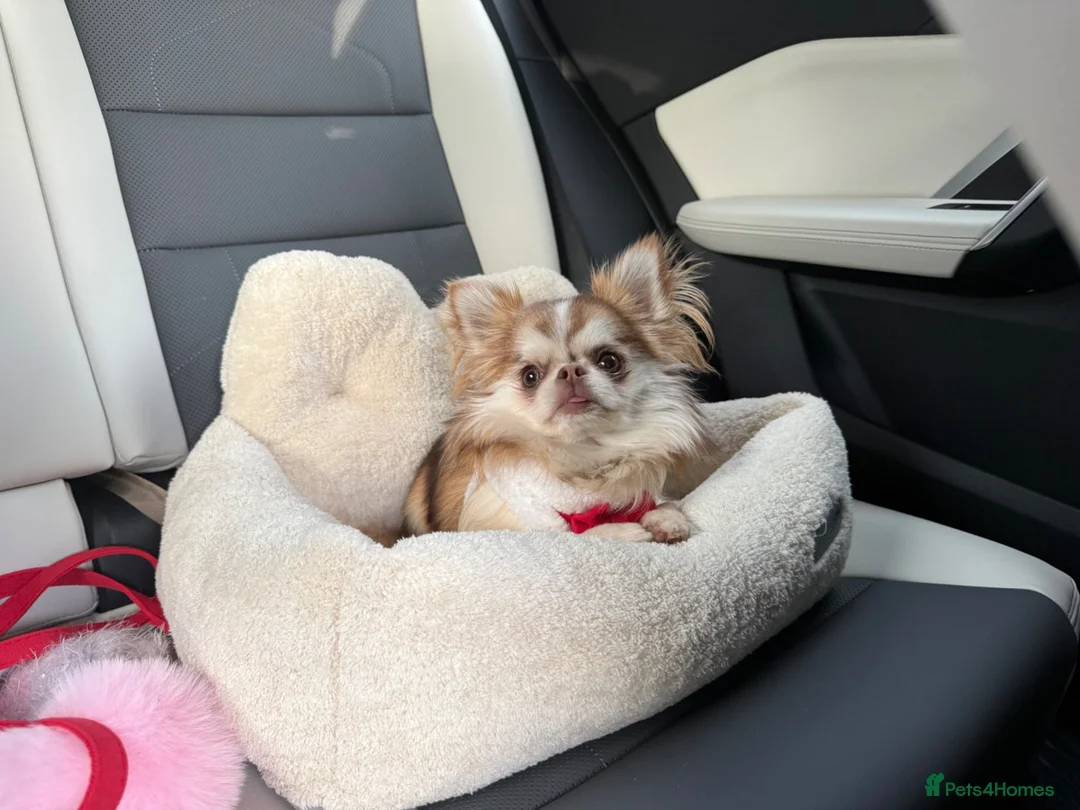 Chihuahua dogs for sale: Teacup fluffy husky markings chihuahua - Advert 1