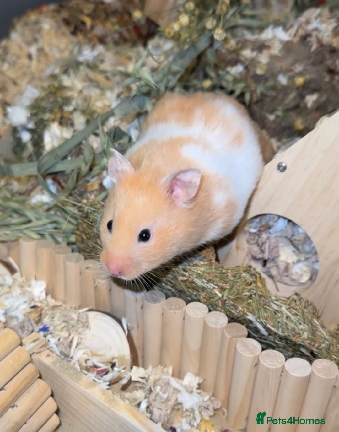 Hamster rodents for sale: Baby hamsters  - Image 4