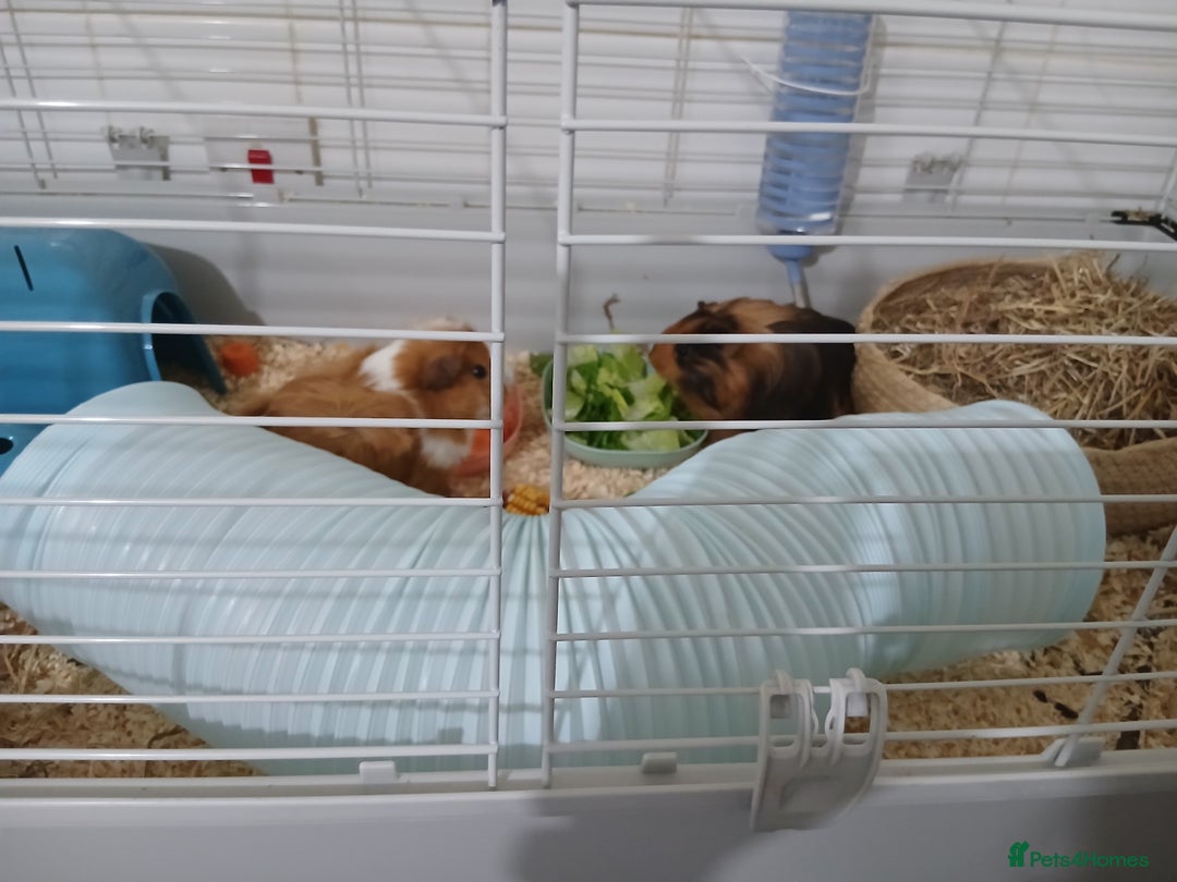 Guinea Pig rodents for sale: Two male guinea pigs needing good home - Image 5
