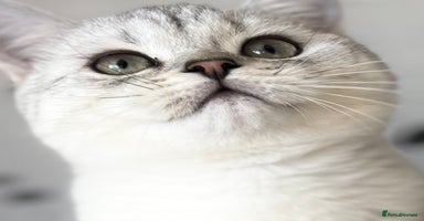 British Shorthair cats - Advert 16