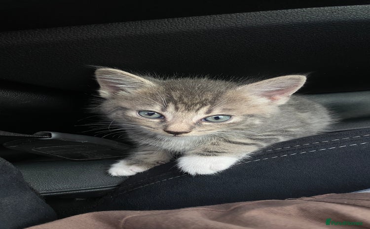 Maine Coon cats - Advert 1