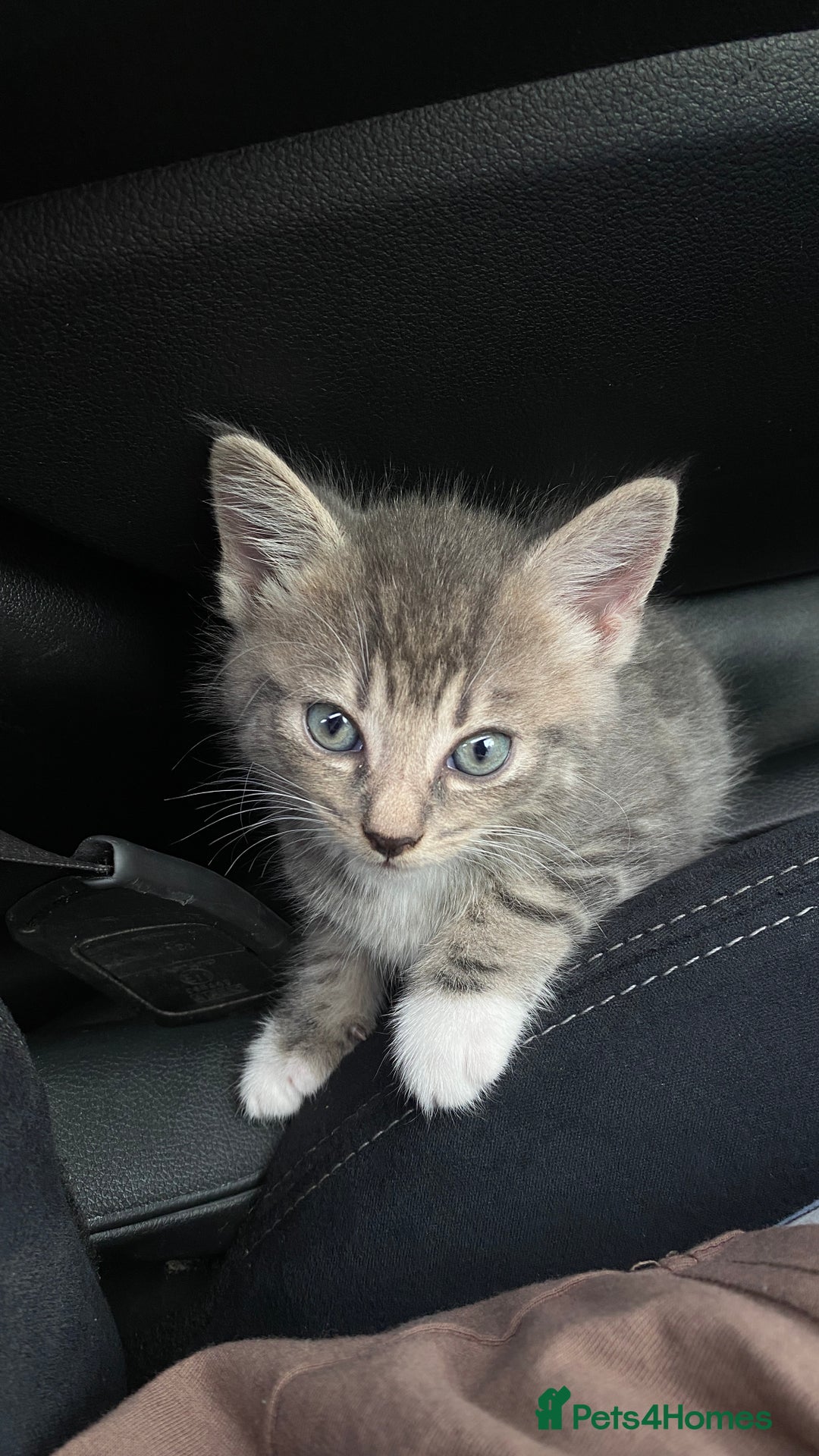 Maine Coon cats for sale: Kitten  - Image 1