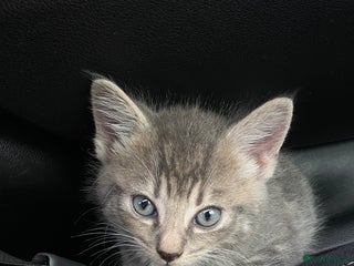 Maine Coon cats - Advert 19