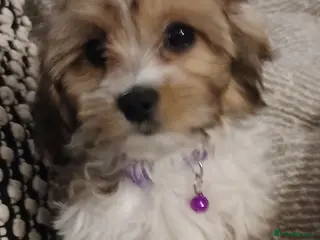 Cavachon dogs Four beautiful Cavachon Puppies - Advert 1