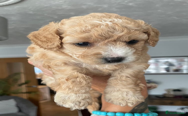 Poochon dogs - Advert 1