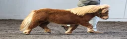 Shetland pony horses for sale: Registered miniature Shetland yearling filly  - Advert 2