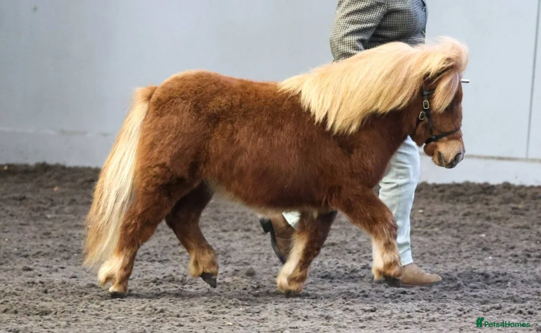 Shetland pony horses for sale: Registered miniature Shetland yearling filly  - Advert 2