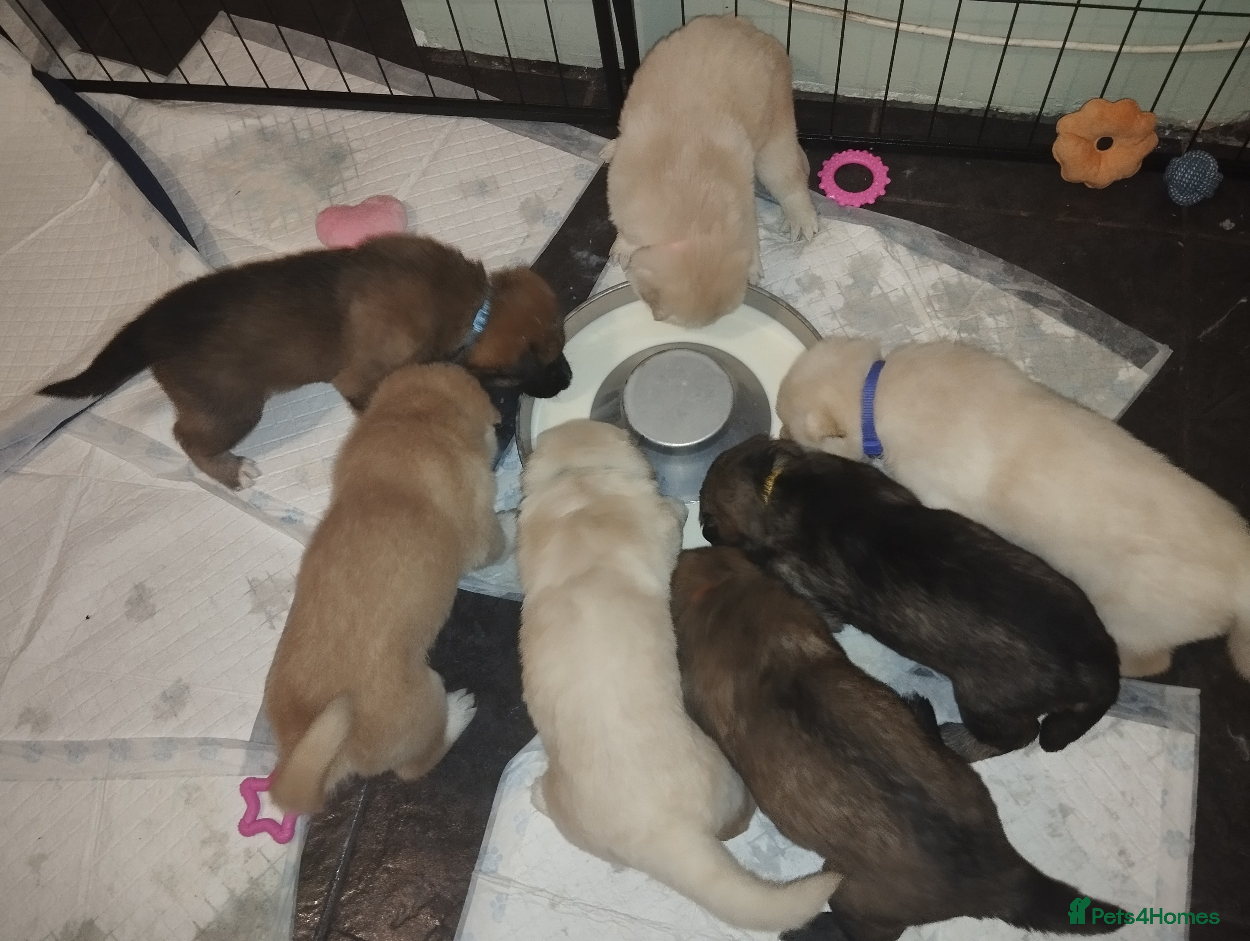 Mixed Breed dogs Northern Inuit X gsd pups - Advert 4