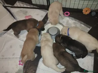 Mixed Breed dogs Northern Inuit X gsd pups - Advert 4