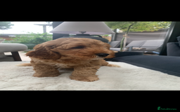 Australian Labradoodle dogs for sale: DNA Tested Miniature Labradoodle puppies  in Cottingham - Image 2