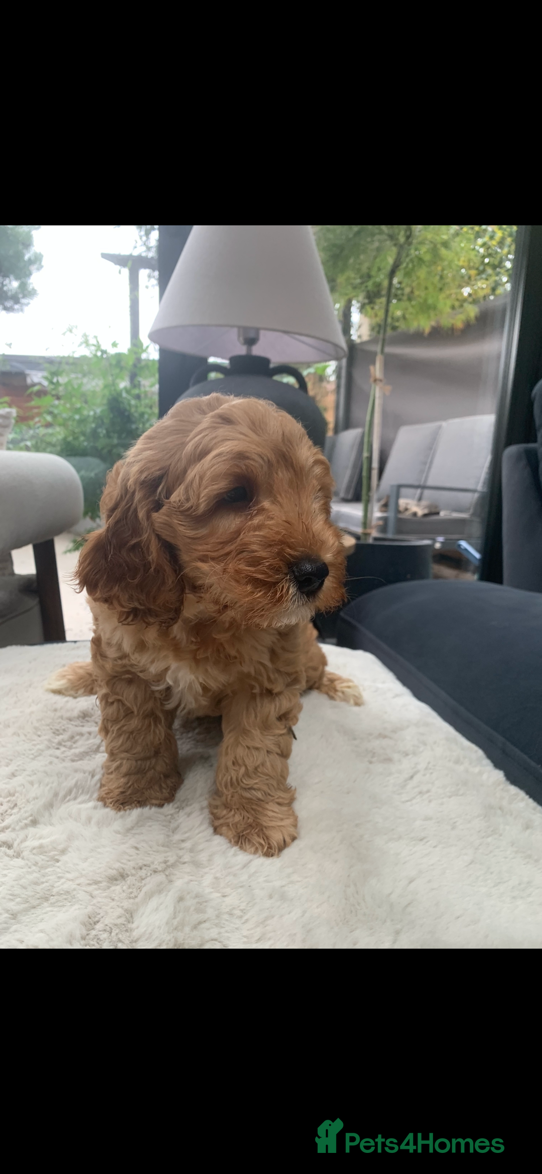 Australian Labradoodle dogs for sale: DNA Tested Miniature Labradoodle puppies  in Cottingham - Image 2