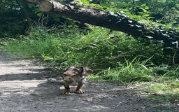 Dachshund dogs for sale: Miniature Dachshund  - Image 4