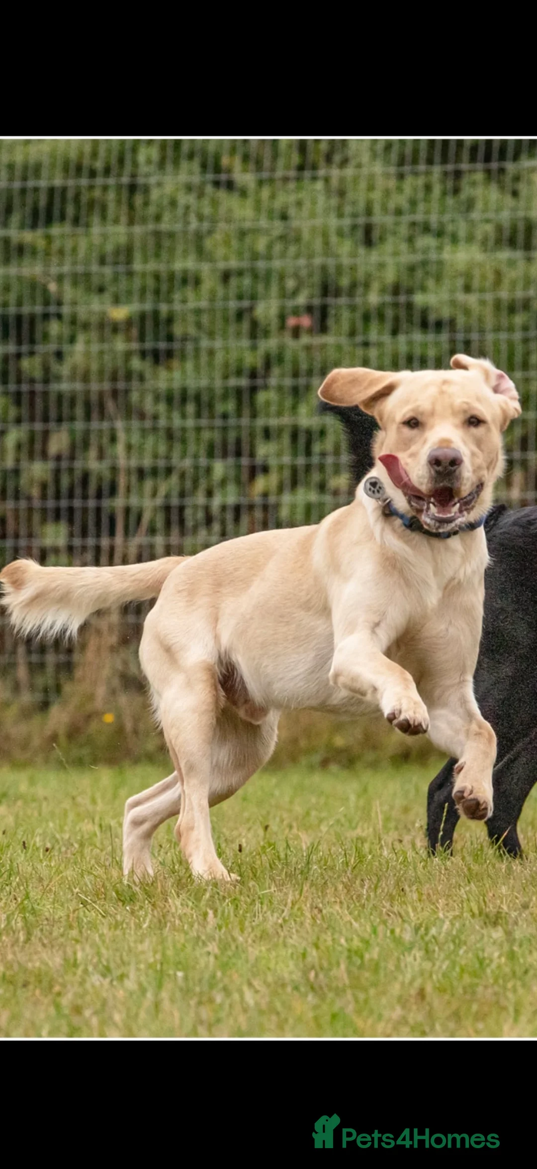 Labrador Retriever dogs for stud: FOR STUD ONLY in Deeside - Advert 1