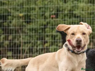 Labrador Retriever dogs FOR STUD ONLY - Advert 1