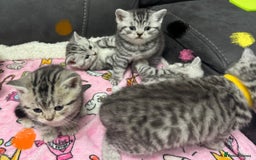 British Shorthair cats for sale: GCCF Reg BSH Silver Tabby & Spotted kittens - Advert 12