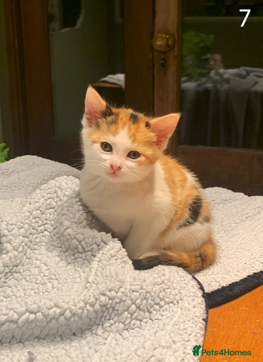 Mixed Breed cats for sale: KITTENS! Batch of cuties for sale in Basinsgtoke - Image 13
