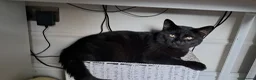 Mixed Breed cats for sale: 1 year old male cat - Advert 3