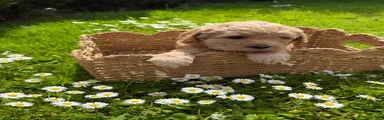 Cockapoo Puppy 1