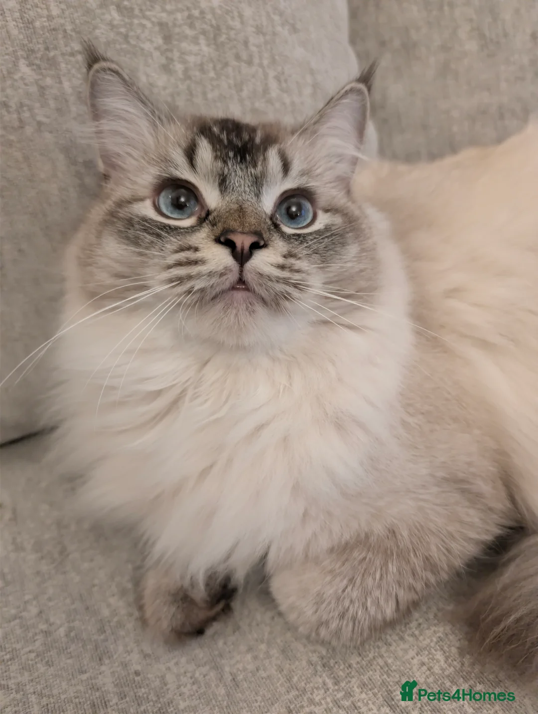 Ragdoll cats for sale: Beautiful 12 months old fur baby  - Advert 12