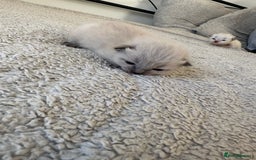 Ragdoll cats for sale: RAGDOLL X KITTENS  - Image 6
