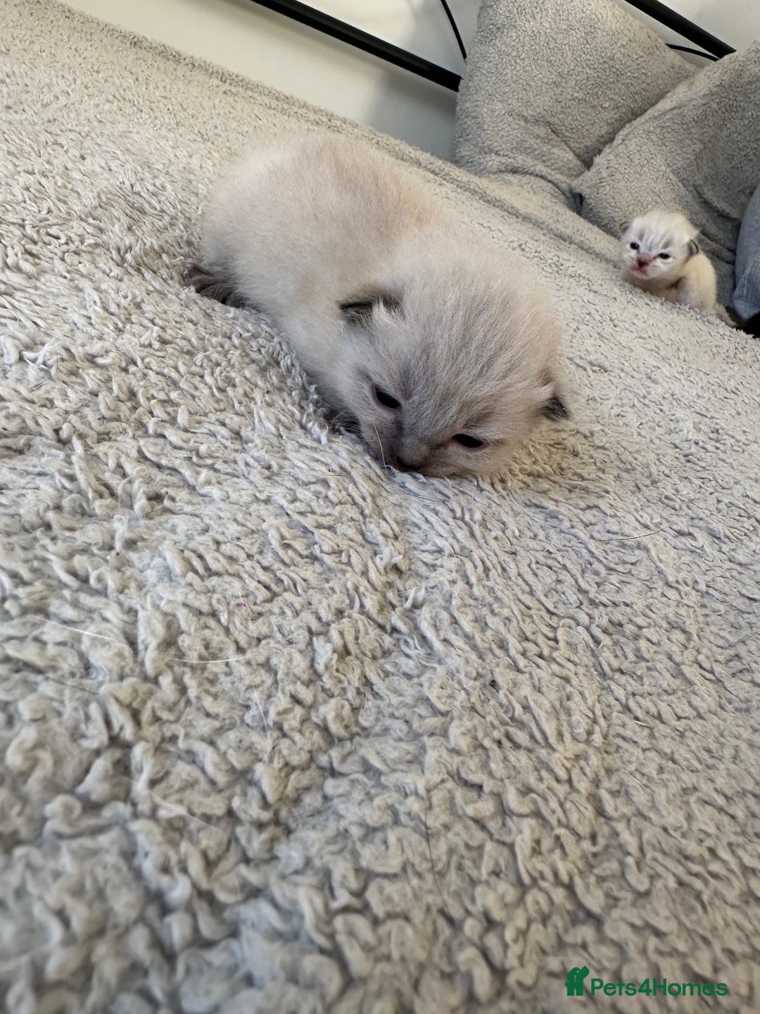 Ragdoll cats for sale: RAGDOLL X KITTENS  - Image 6