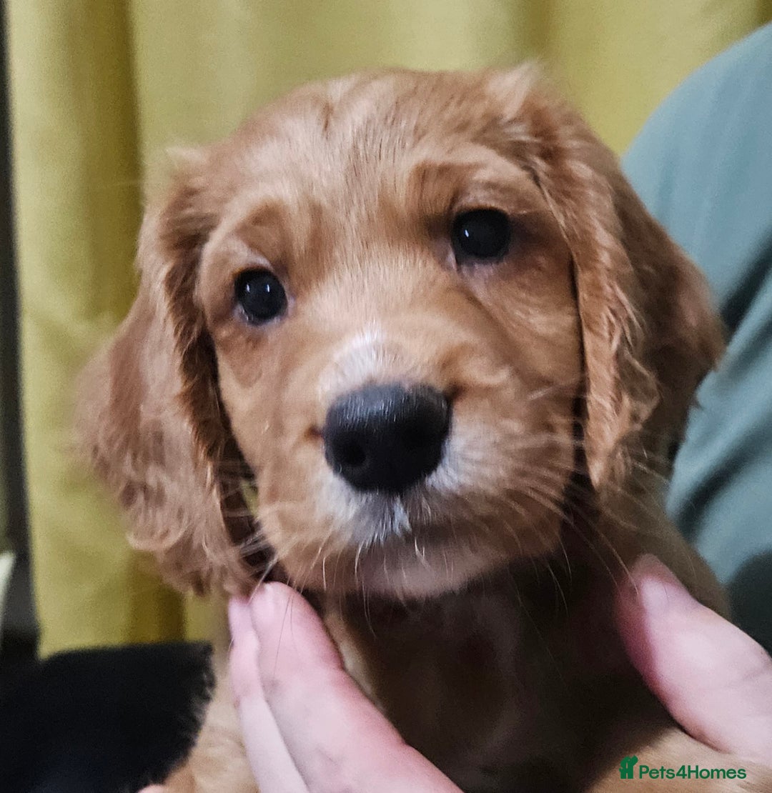 Cocker Spaniel dogs for sale: 5 stunning Cocker Spaniel puppies for sale.  - Advert 33
