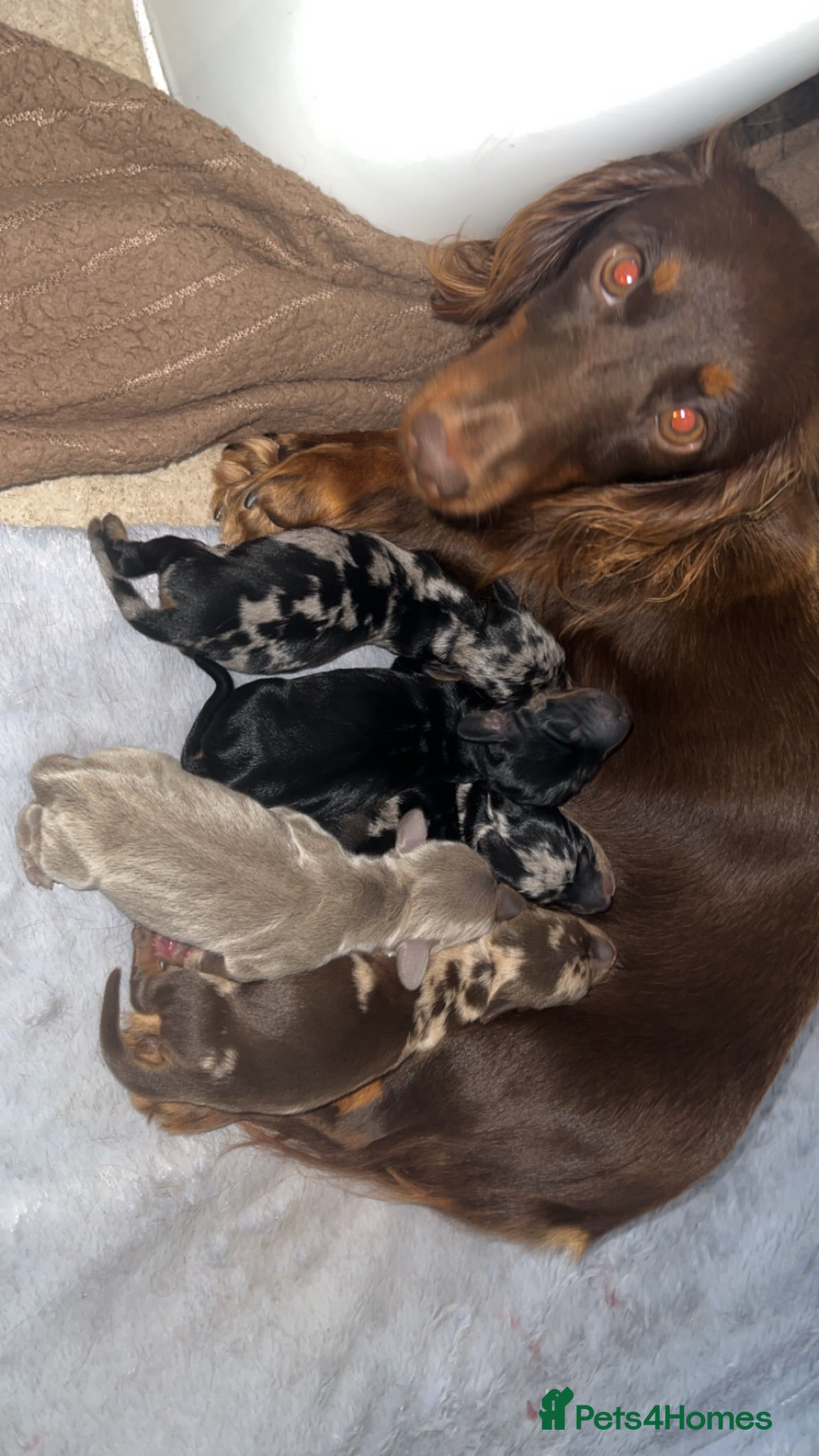 Dachshund dogs Beautiful dachshunds 3 girls 1 boys 🏡 - Advert 1