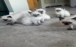 Ragdoll cats for sale: 7 Beautiful Pure Ragdolls for sale - Image 11