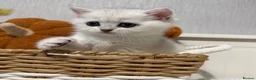 British Shorthair cats for sale: Exceptional Pedigree Silver British shorthairs 🩶 - Advert 9