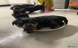 Rottweiler dogs for sale: Rottweiler puppies - Image 4