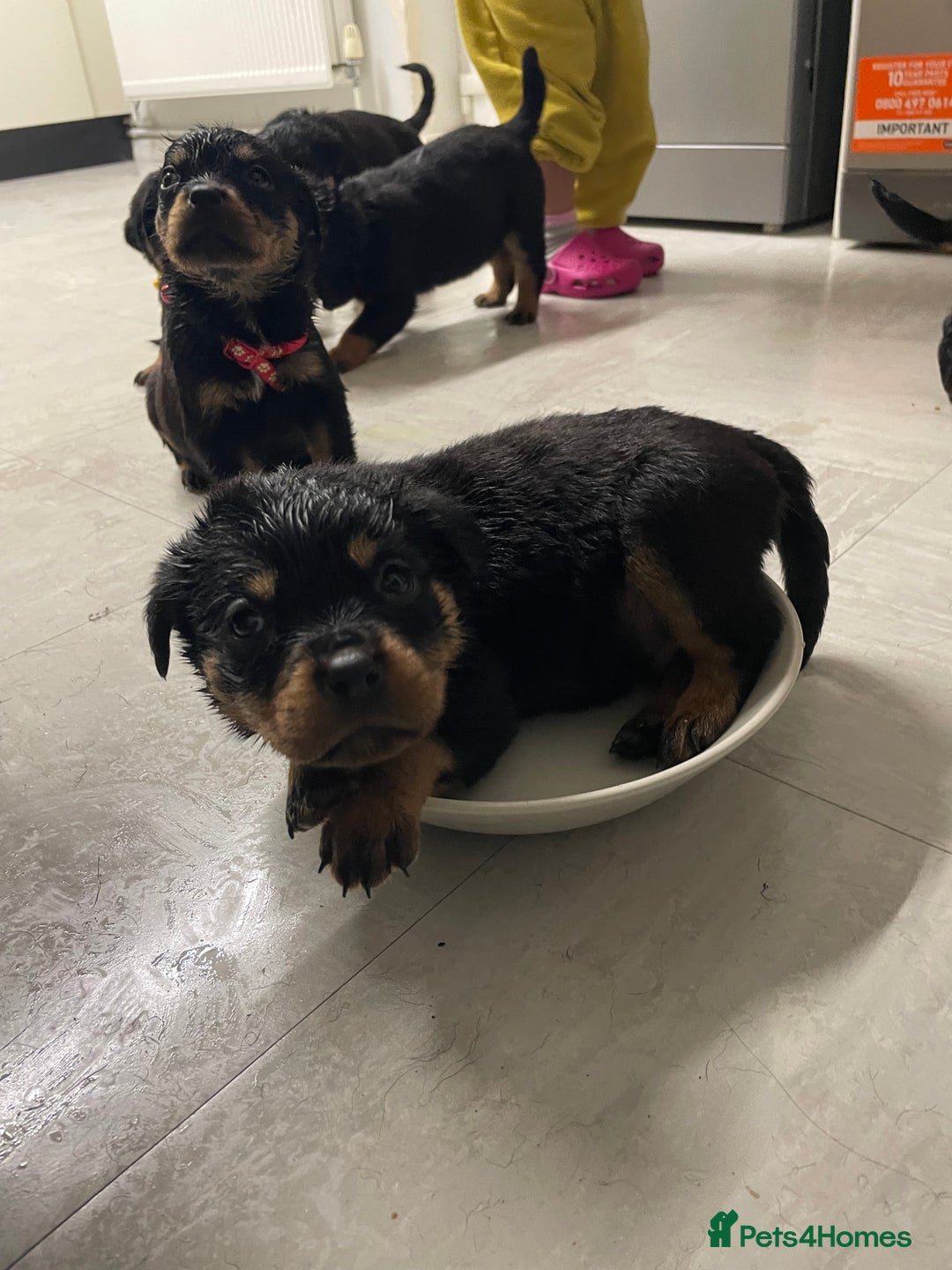 Rottweiler dogs for sale: Rottweiler puppies - Image 4