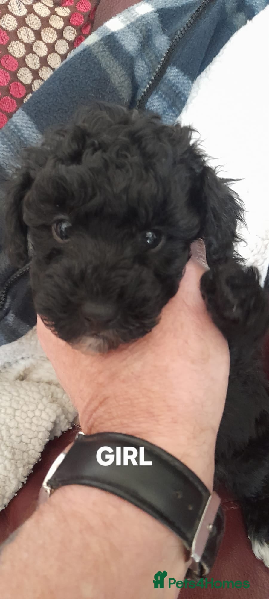 Jackapoo dogs Toy poodle x jackapoo pups - Advert 1