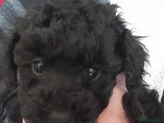 Jackapoo dogs Toy poodle x jackapoo pups - Advert 5