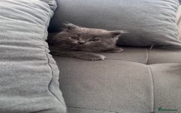 British Longhair cats for sale: British longhair ready for home in Watford - Image 26