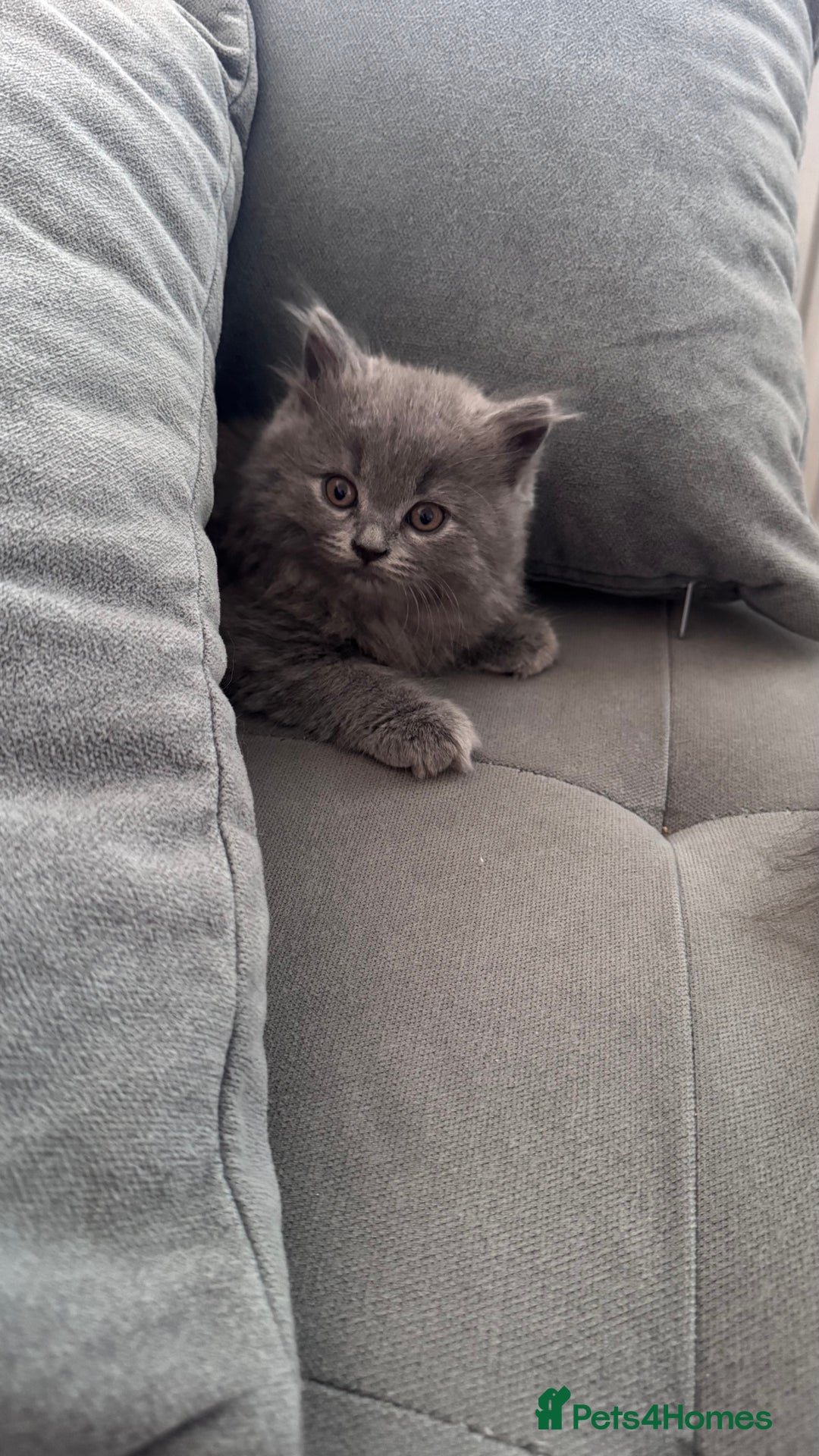 British Longhair cats for sale: British longhair ready for home in Watford - Image 26